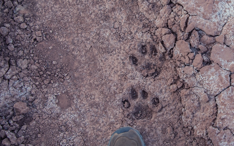 mountain lion tracks and a human shoe