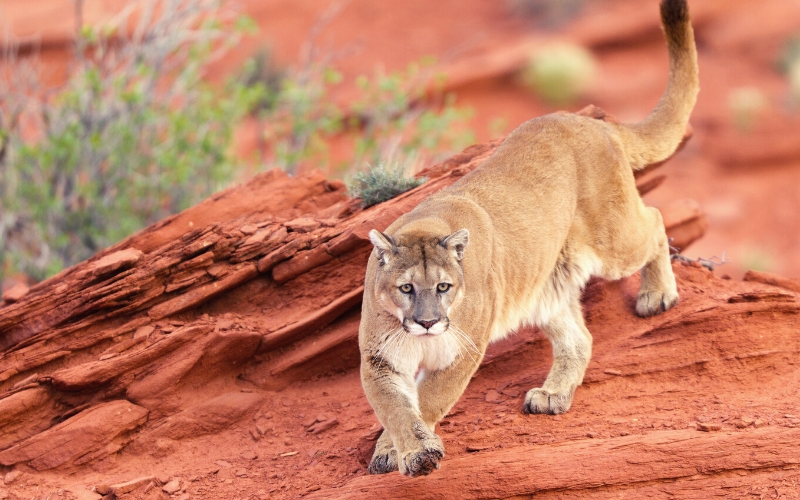 mountain lion