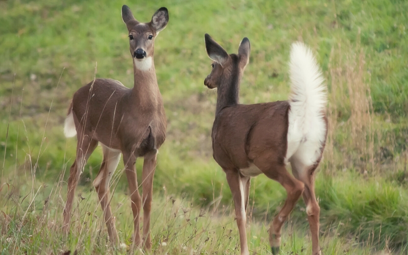white-tailed deer