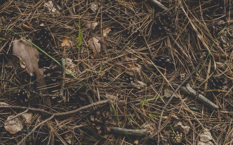 Ground covered in pinecones and twigs