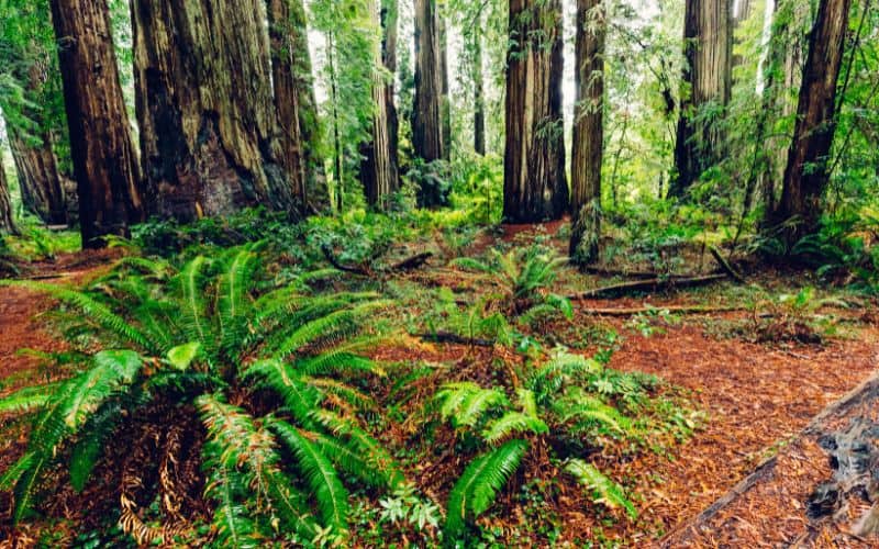 Jedediah Smith Redwoods State Park, California