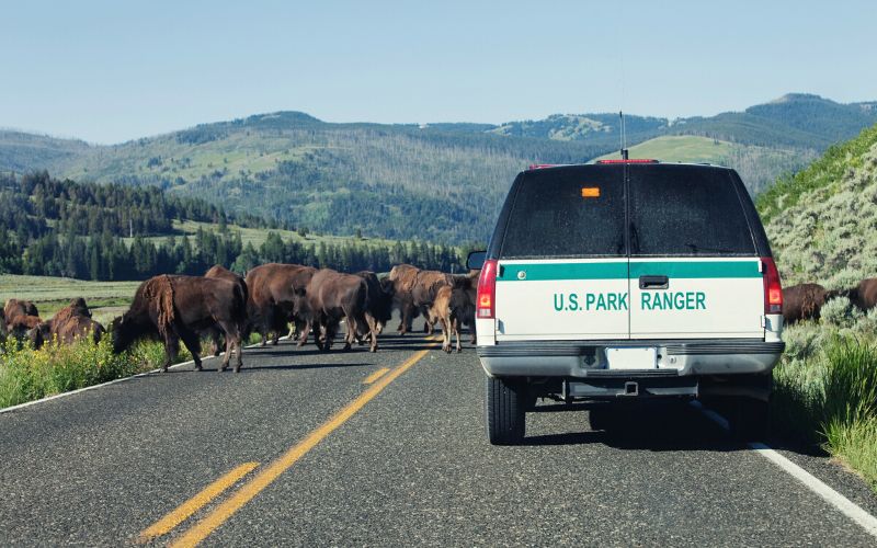Park ranger clearing bison off the road at Yosemite National Park
