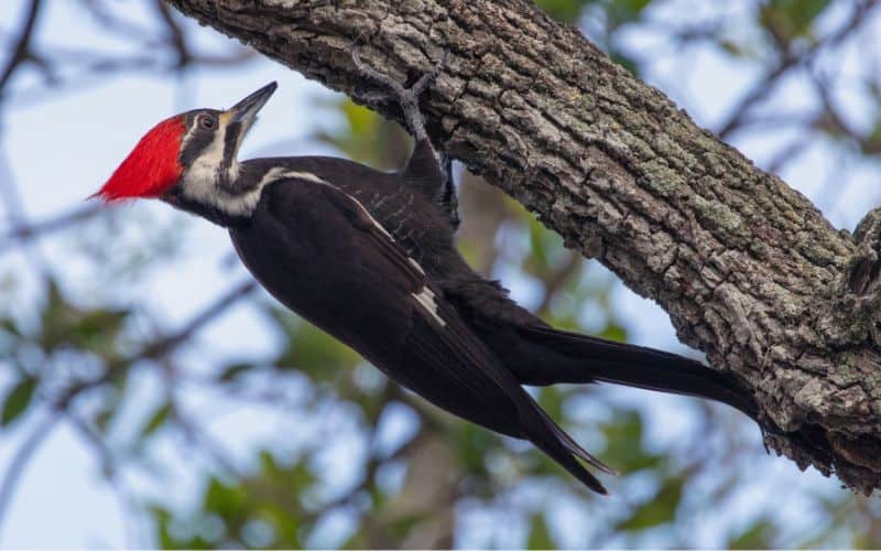 Pileated Woodpecker, camping in North Dakota