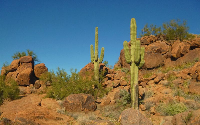 Saguaro cacti on Camelback mountain