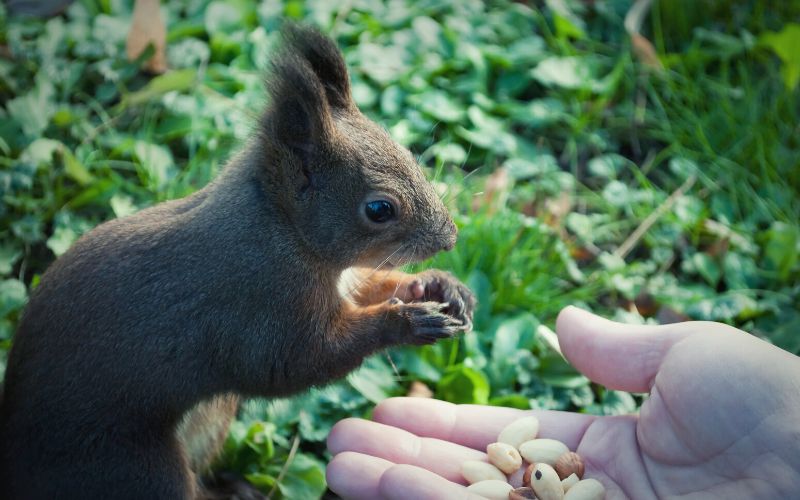 Squirrel eating nuts out of persons hand