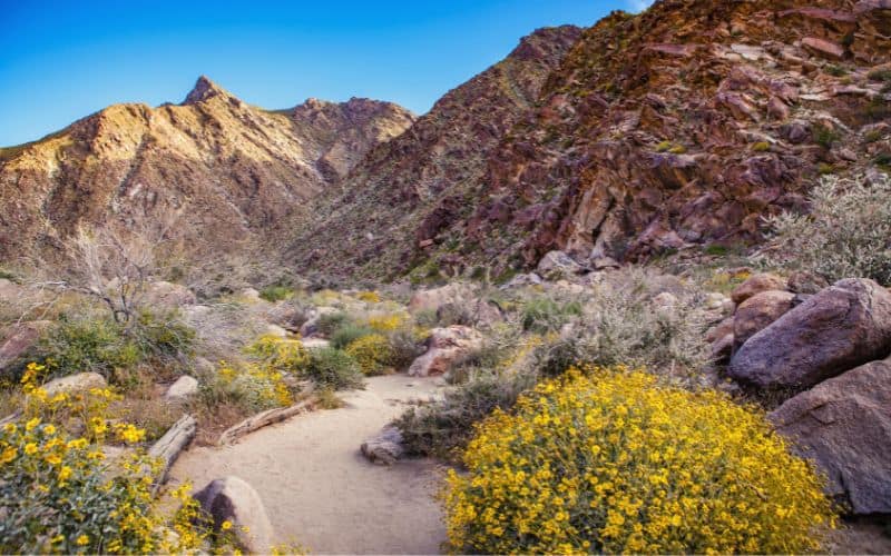 The Borrego Palm Canyon Trail, San Diego