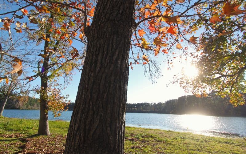The Lone Star Hiking Trail, Huntsville State Park, Sam Houston National Forest, Texas