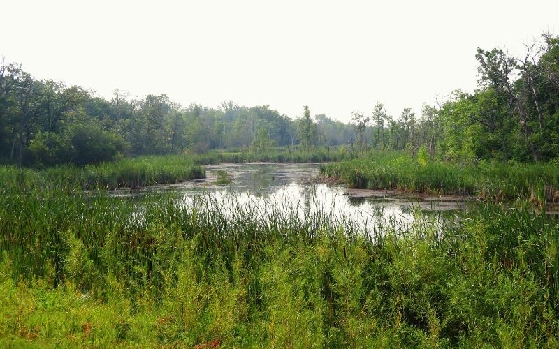 Turtle Mountain State Recreational Forest near Lake Metigoshe, North Dakota