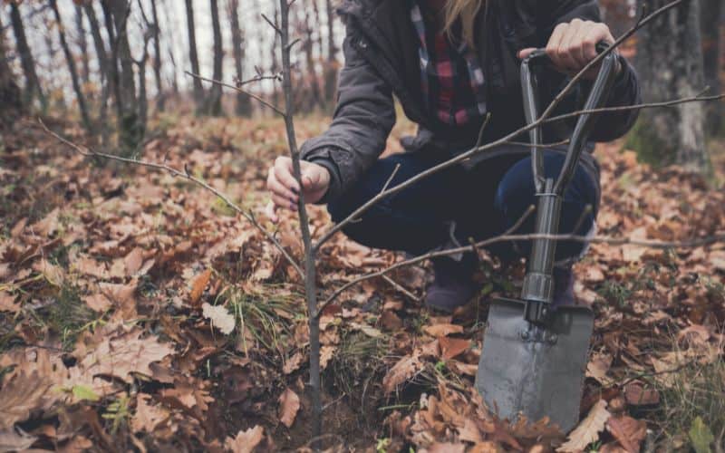 Woman planting a tree with a foldable shovel