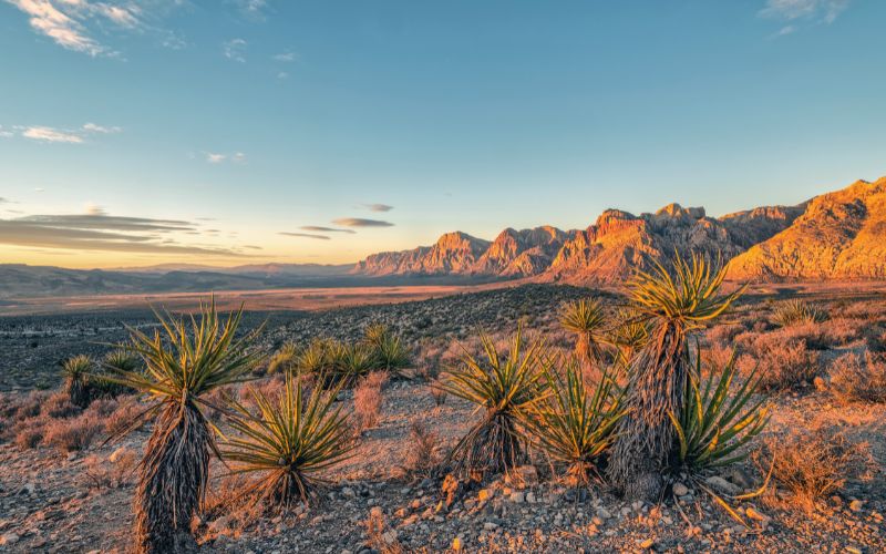 Vista of Red Rock Canyon