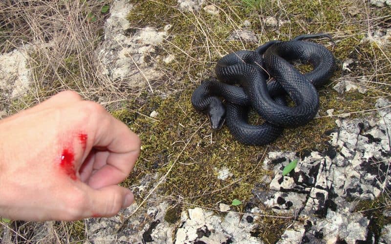 Mans hand that has been bitten by a black snake