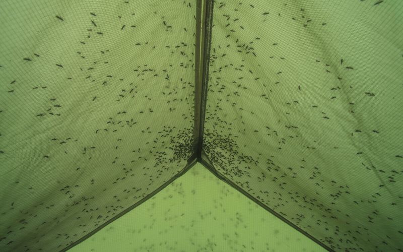 Mosquitos on the outside of the tent roof
