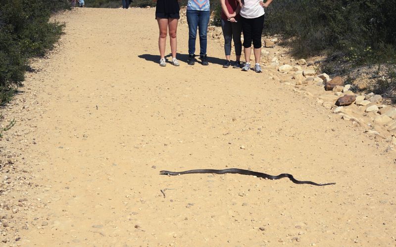 Snake crossing a trail in front of hikers