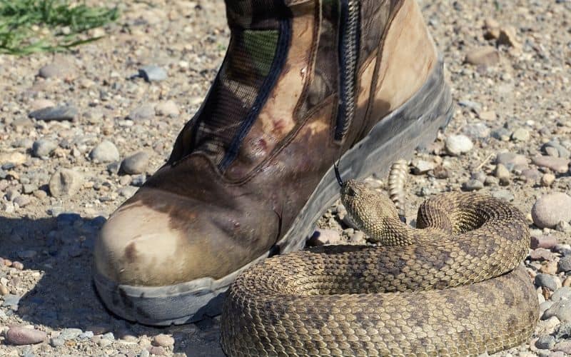 Snake hissing at a mans boot