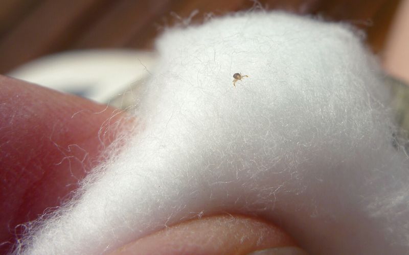 Tick on cotton wool