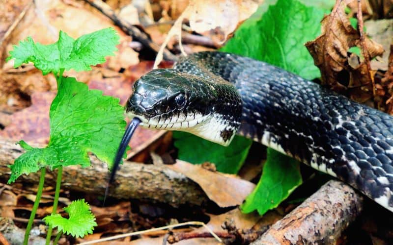 A snake in the leaves