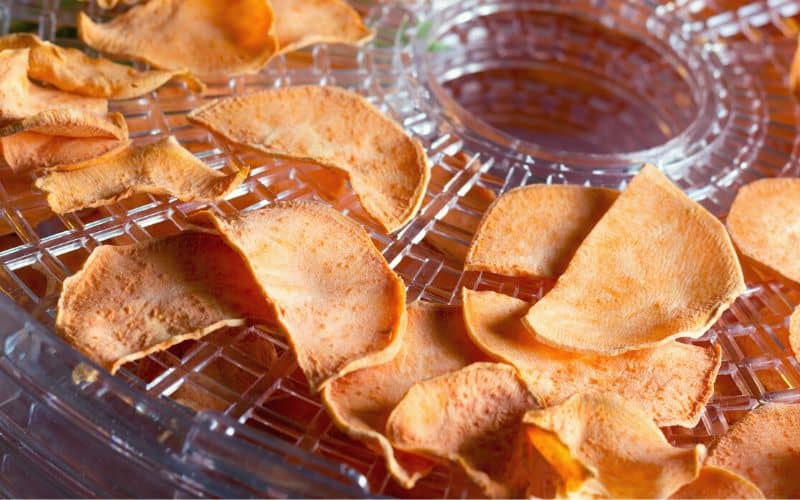 Dehydrated sweet potato slices in dehydrator tray