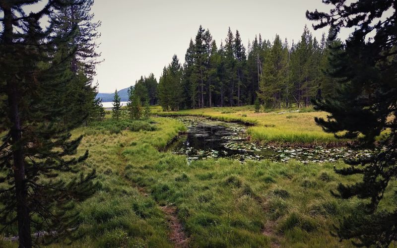 Shoshone Lake via DeLacy Creek Trail, Wyoming 
