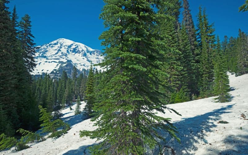 Views of Mt. Rainier from Nisqually Vista Loop, Washington