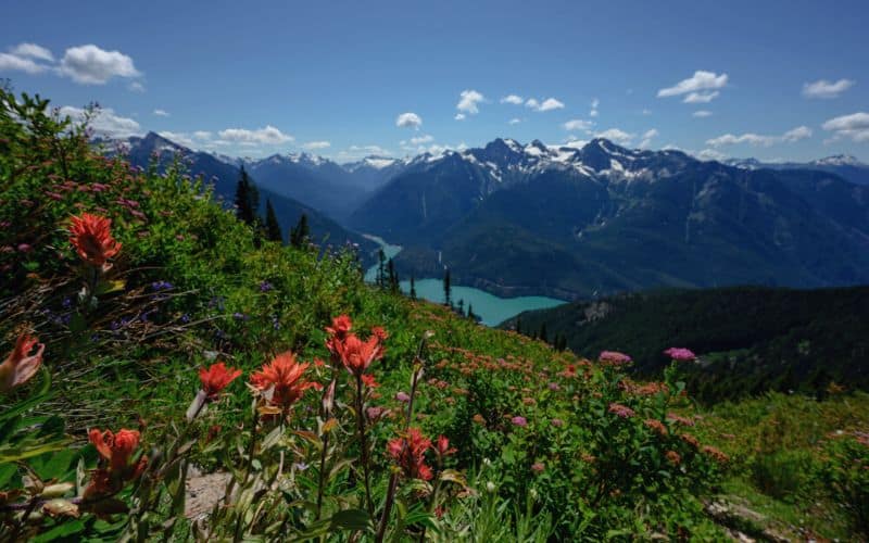 Wildflowers in front of Diablo Lake in the North Cascades National Park