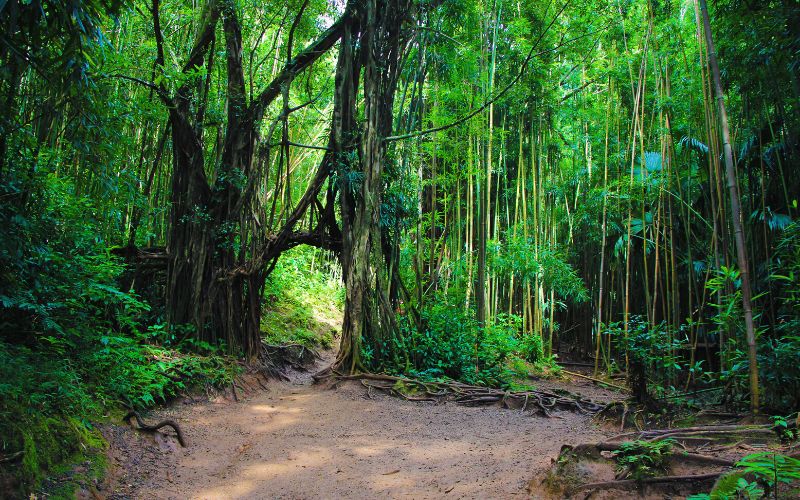 Manoa Falls trail near Honolulu, Hawaii