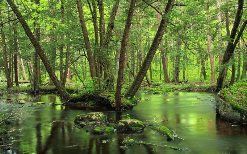 Thunder Swamp Trail System, Pennsylvania