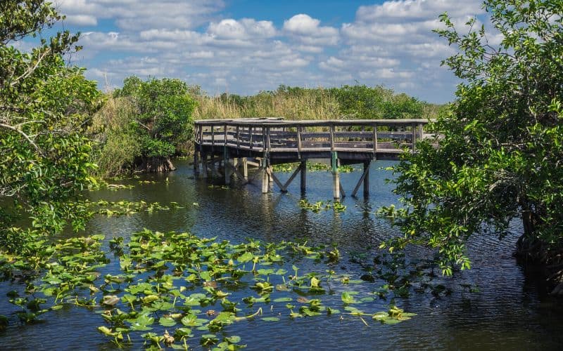Anhinga Trail, Everglades National Park, Florida