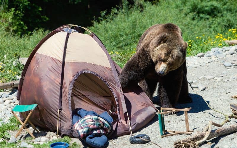 Bear attracted to campsite and destroying tent