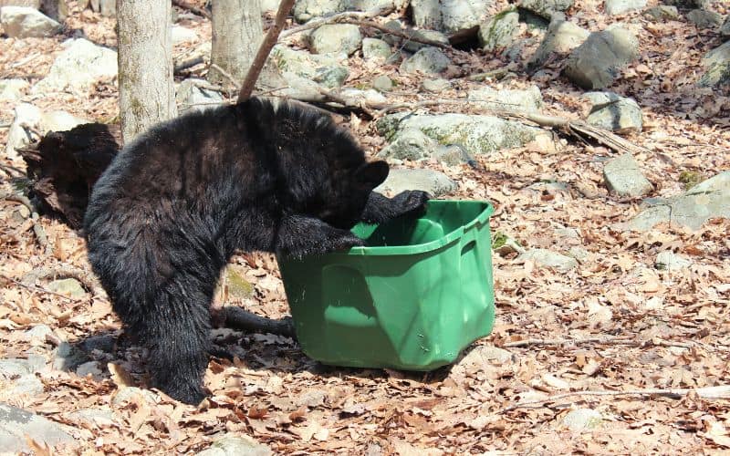 Bear looking into green plastic container