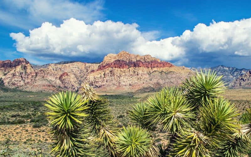 Red Rock Canyon National Recreation Area, Nevada