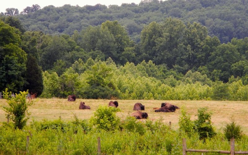 Big Bone Lick State Park, Kentucky