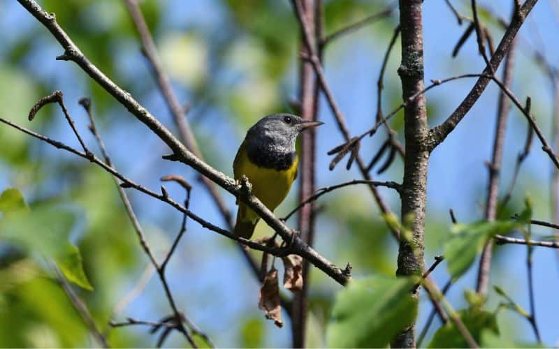 Close up of a mourning warbler