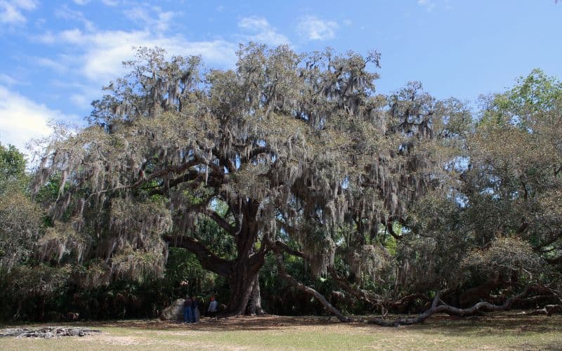 Fairchild Oak, Bulow Woods Trail, Bulow Creek State Park, Florida