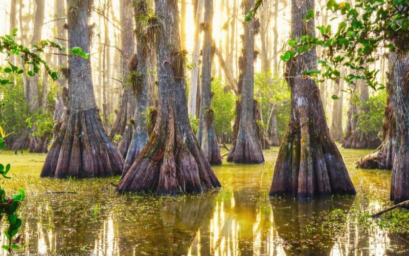 Gator Hook Trail, Big Cypress National Preserve, Florida