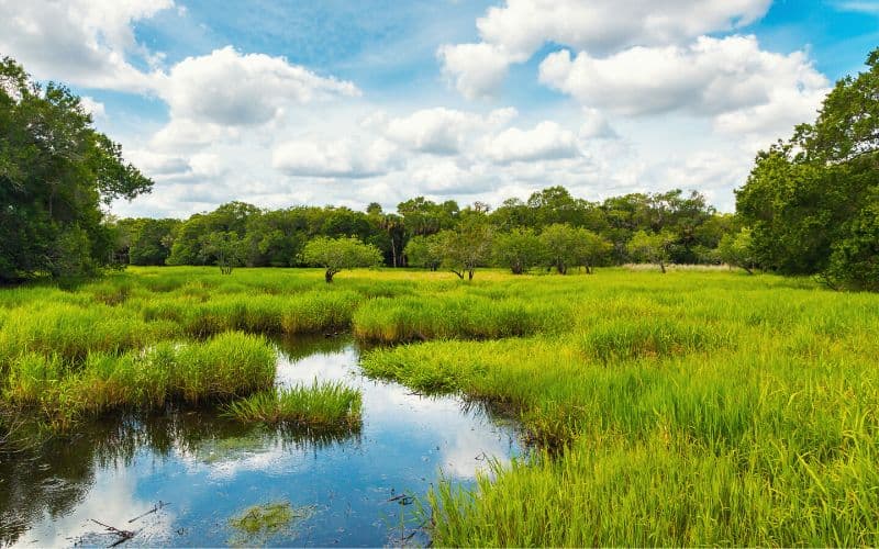 Myakka Hiking Trail Loop, Myakka River State Park, Florida