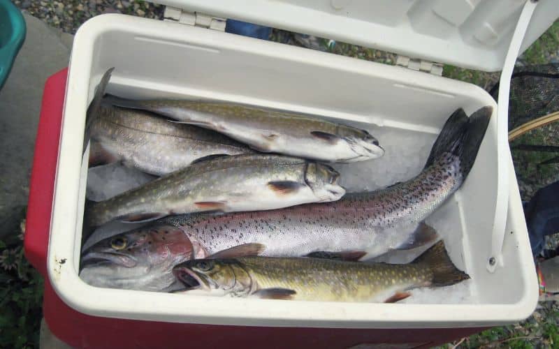 Trout inside a camp cooler box